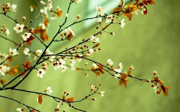 printemps bonne humeur nature arbres branches