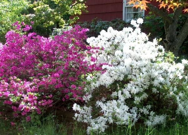 jardin forme azalée buisson blanc rose