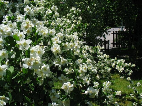 buisson de jasmin de style européen de conception de jardin