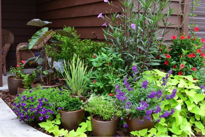 pomysły na projekt ogrodu rośliny doniczkowe pomysły na ogród rośliny ogrodowe