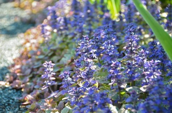 Verdure de jardin Ajuga reptans couvre-sol fleuri