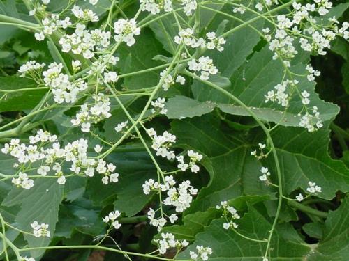 Jardinage et aménagement paysager traditionnellement planter des fleurs blanches