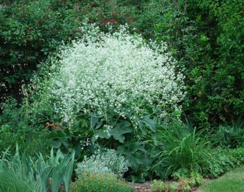 Idée design jardinage et aménagement paysager chou potager fleurs blanches