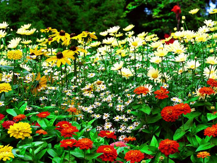 projektowanie ogrodu rośliny ogrodowe kolorowe kwiaty
