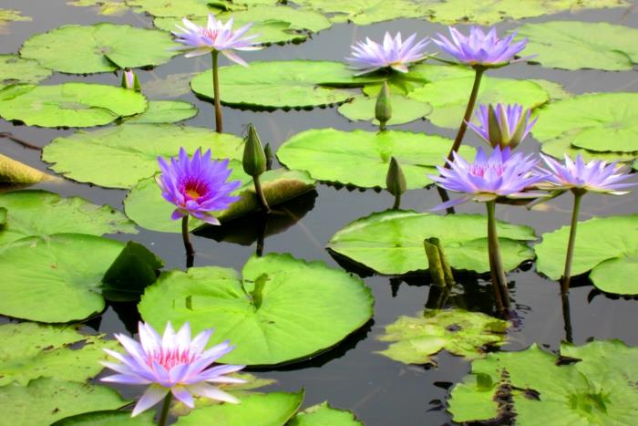 idées de conception de jardin étang de jardin créer des roses d'eau lotus