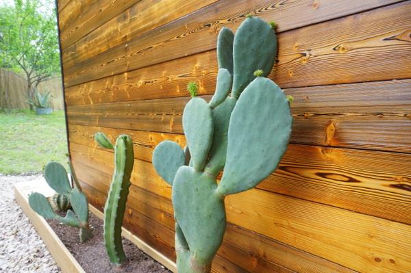 idées de conception de jardin plantes de jardin faciles d'entretien entretien des cactus résistants à la chaleur
