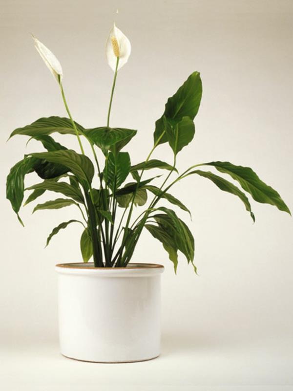 projekt ogrodu rośliny doniczkowe zdjęcia lilia pokoju