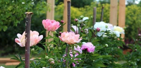 conseils de conception de jardin fertiliser les roses