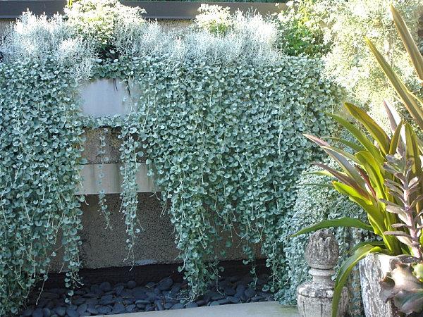 conception de jardin et aménagement paysager plantes de jardin faciles d'entretien clôture de jardin en lierre résistant à la chaleur