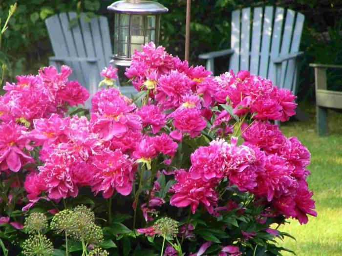 pomysły na ogród sadzenie kwiatów w kolorze pięknym
