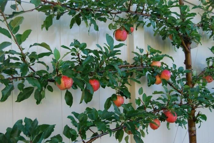 pomysły na ogród na przydomową jabłoń z kratą