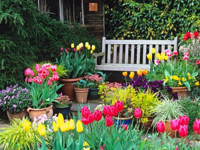 pomysły na ogród z kolorowymi tulipanami w doniczkach