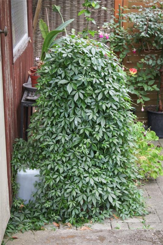 plante de jardin traînant jiaogulan herbe de l'immortalité