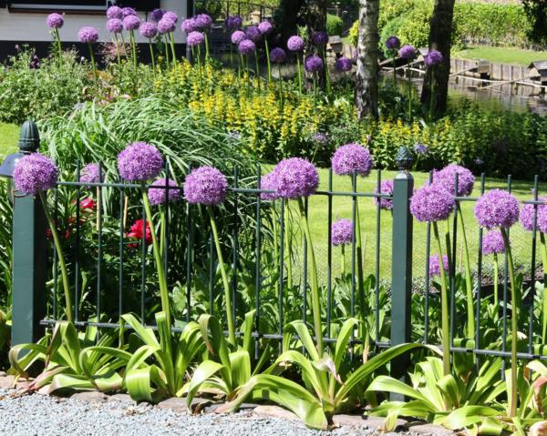 plante de jardin allium allium