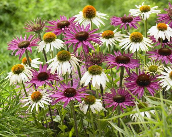 Echinacea mieszana