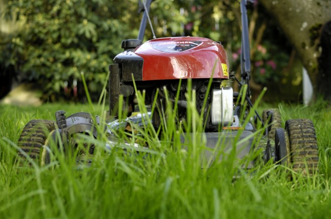 Benzínové sekačky na trávu s vlastním pohonem. Nesekejte trávu příliš krátce, pokud se vám některá část trávníku zdála odfláknutá. Příliš krátké sekání vede k oslabení a redukci travních kořenů a v důsledku toho ke zhoršení jeho vzhledu
