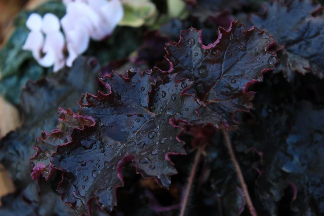 Много красив тъмно бордо цвят на листата. Тази гейхера ще се превърне в акцент в почти всяка композиция.