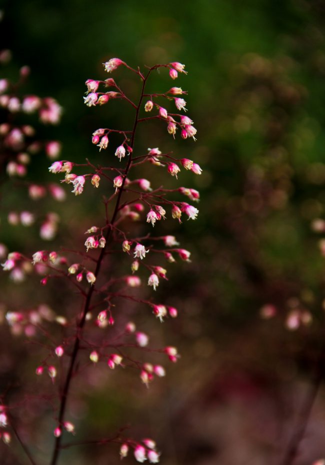 Малки цветя на цветните стъбла на сортовете Heuchera от лилавия замък са бели с розов акцент върху съда