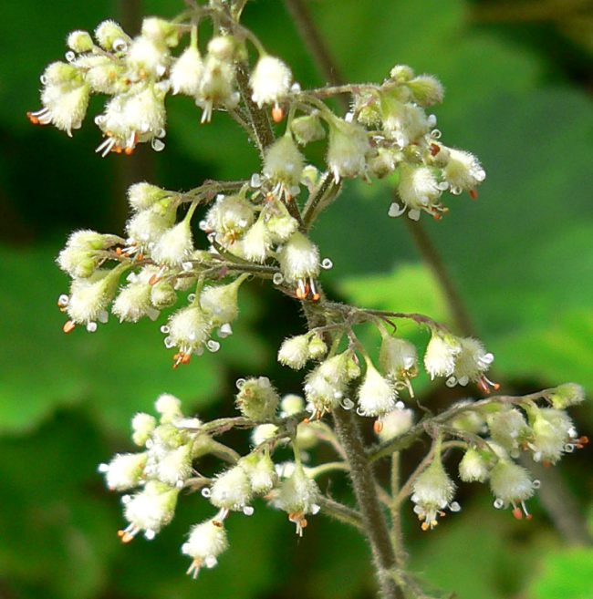 Heuchera alba с нежни бели цветове и ярко зелени листа