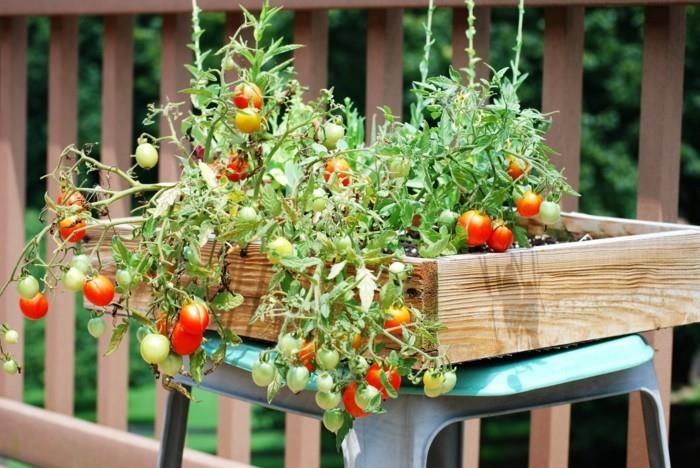 stwórz ogród warzywny szczęśliwe zbiory pomysły balkonowe projektowanie ogrodu pomidory