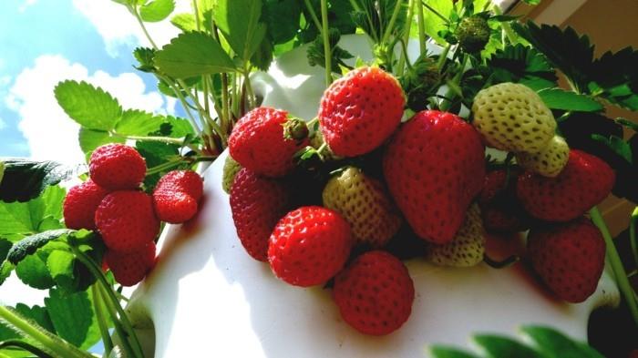 ogród warzywny stwórz szczęśliwe zbiory pomysły balkonowe projektowanie ogrodu truskawki wysokie jagody