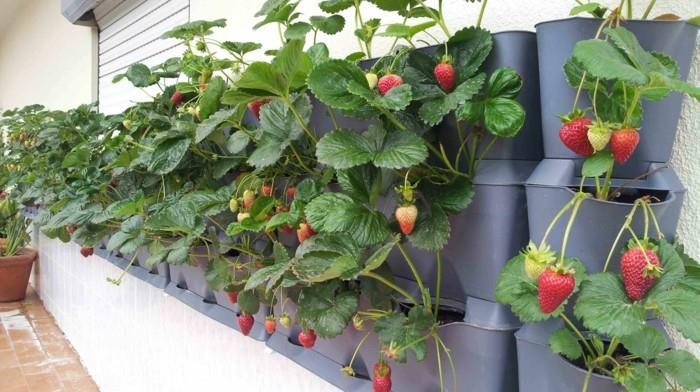 ogród warzywny stwórz szczęśliwe żniwa pomysły balkonowe projektowanie ogrodów truskawki