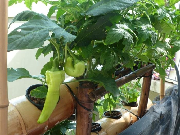 stwórz ogród warzywny szczęśliwe zbiory balkon pomysły projektowanie ogrodu ziemniaki słodkie ziemniaki papirka