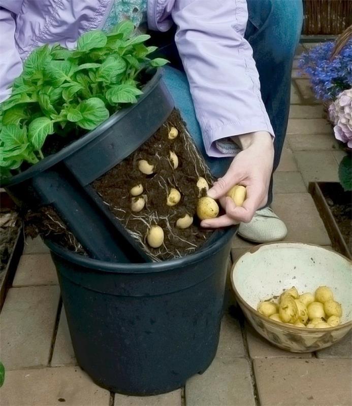 Ogród warzywny tworzy pomysły na balkon szczęśliwego żniwa projektowanie ogrodu ziemniaki