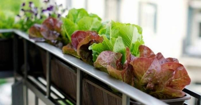 ogród warzywny stwórz pomysły na balkon szczęśliwego żniwa projektowanie ogrodu roszpunka