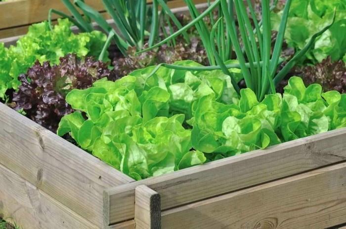 stwórz ogród warzywny szczęśliwe żniwa balkonowe pomysły na projekt ogrodu sałatki