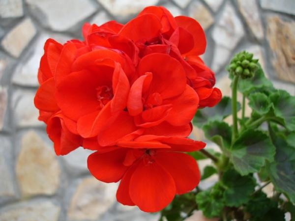 pelargonie czerwone kwiaty efekt przyjemny