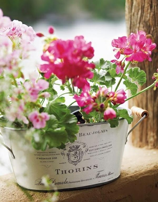 géraniums géraniums plantes d'intérieur plantes en pot fleuries