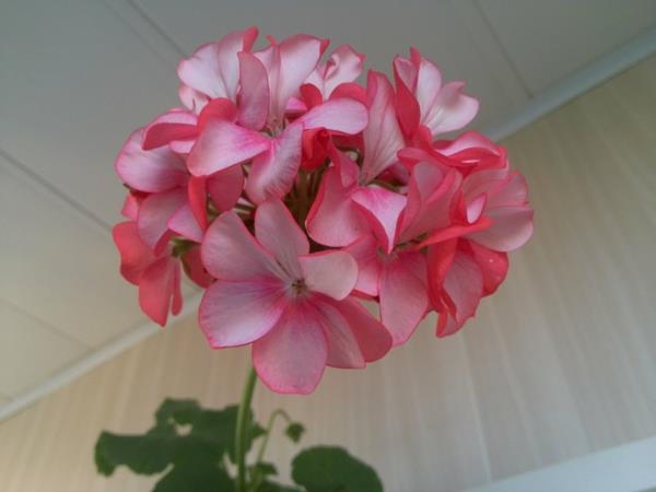 pelargonie popularne rośliny domowe kwiaty doniczkowe