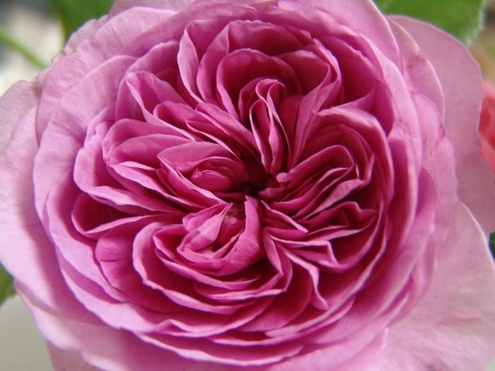 Gertrude jekyll kwiaty z bliska