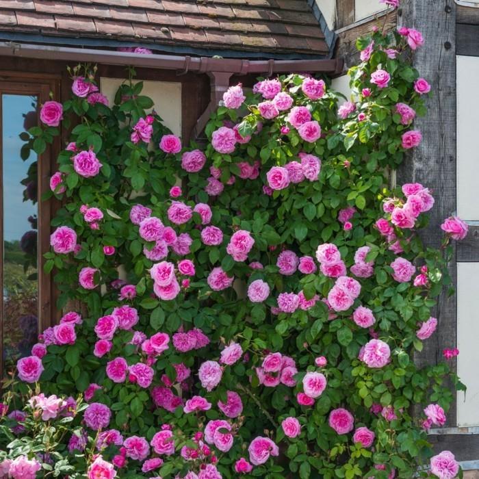 gertrude jekyll w rogu