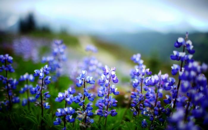 żywe zdrowe niebieskie kwiaty małe urocze
