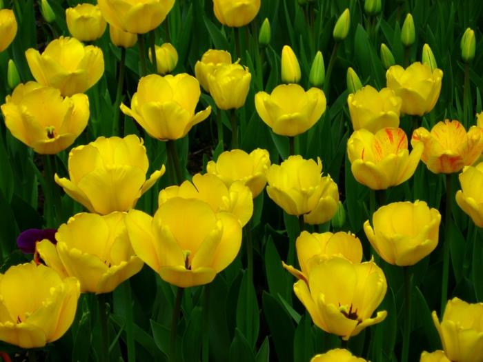 zdrowe życie żółte tulipany efekty fitoterapii