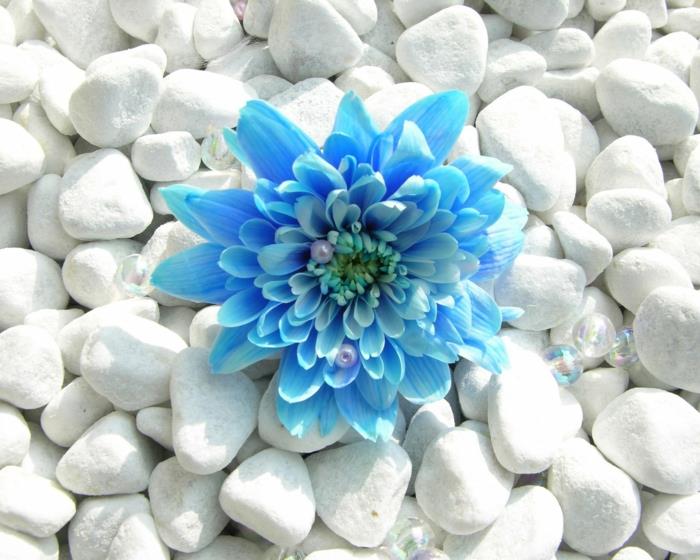 zdrowy tryb życia fitoterapia niebieski kwiat białe kamienie