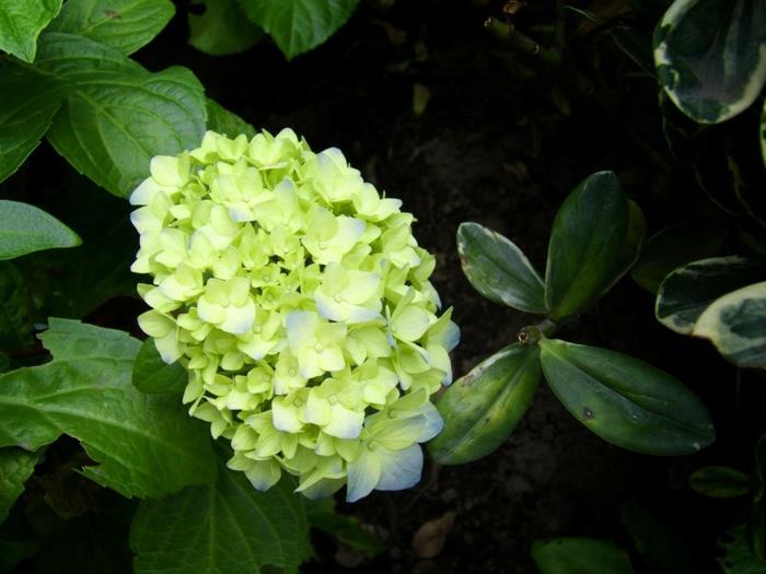 żywe zdrowe fitoterapie hortensje jasnozielone kwiaty