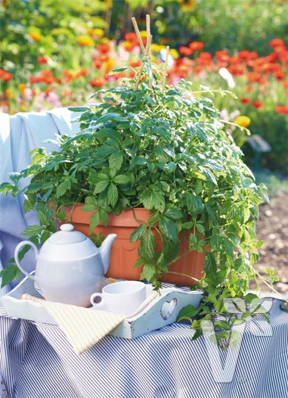 plante grimpante saine herbe d'immortalité
