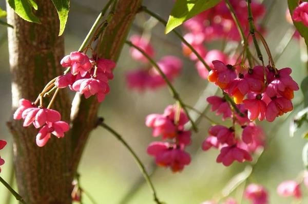 arbustes à fleurs