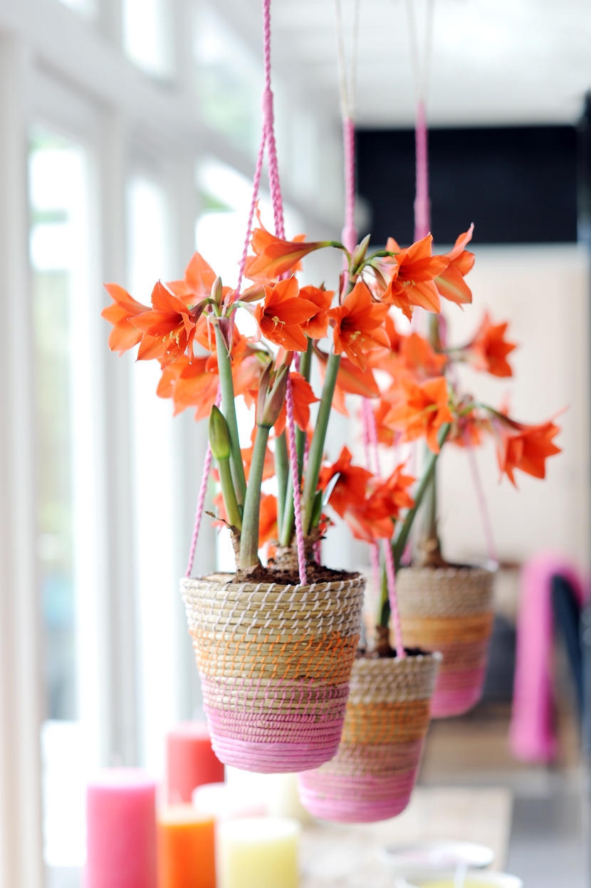 Oranžové hippeastrum ve vícebarevných závěsných květináčích