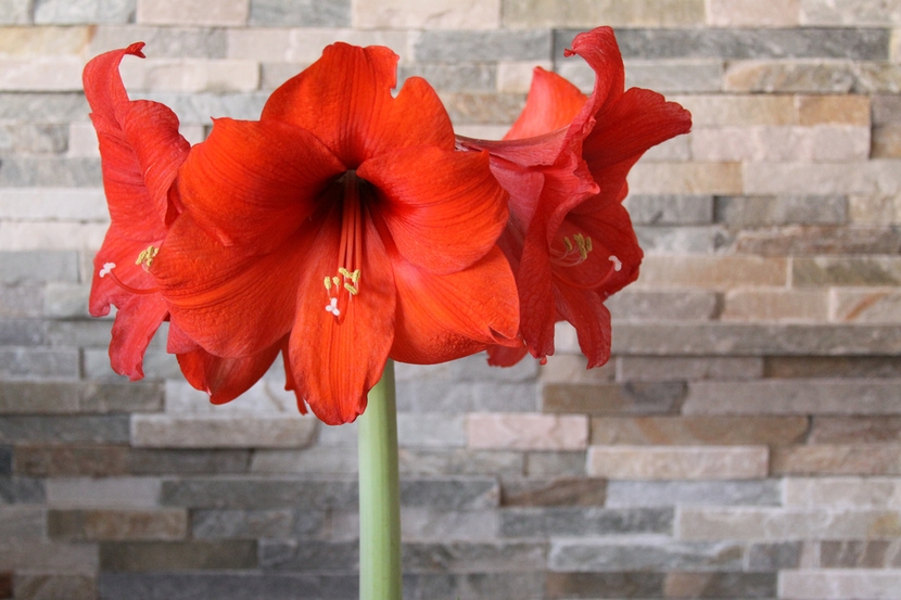 Jasný květ hippeastrum na hustém, silném stonku - poutavý přízvuk v neutrálním interiéru