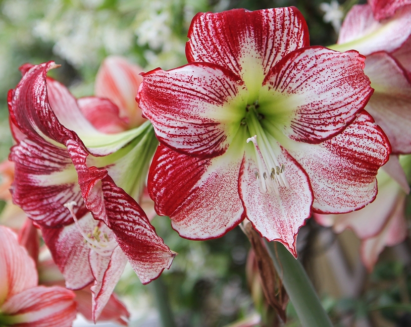 Uměle vyšlechtěné Hippeastrum Charisma