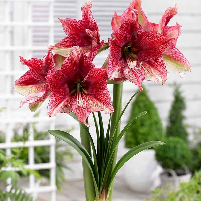 Tyto květiny jsou mezi floristy známé také jako komerční amarylky.
