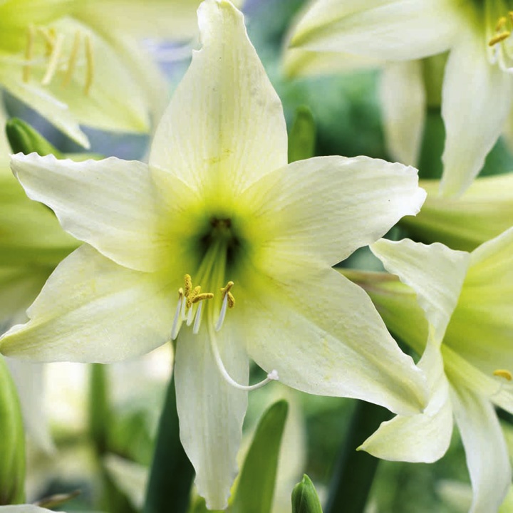Sluneční květina Hippeastrum Helios