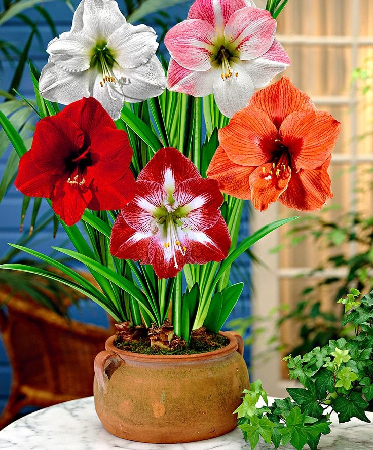 Žárovky Hippeastrum lze zakoupit v hotových sadách různých odrůd