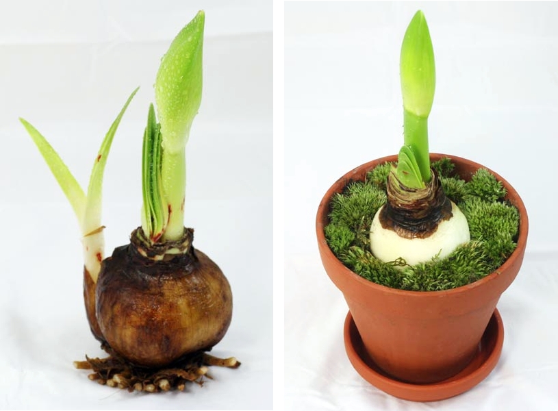 Cibule hippeastrum, když je pěstována v zemi, by neměla být zcela pokryta, ale pouze do určité hloubky