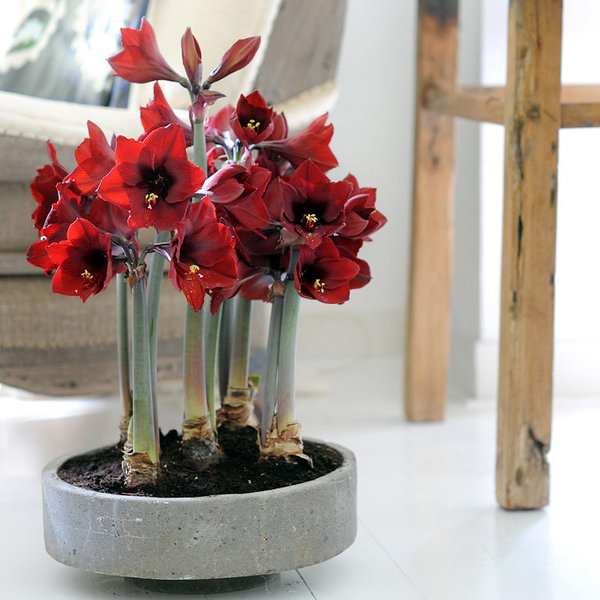 Hippeastrum ve tvaru orchideje má sytě nasycenou barvu okvětních lístků