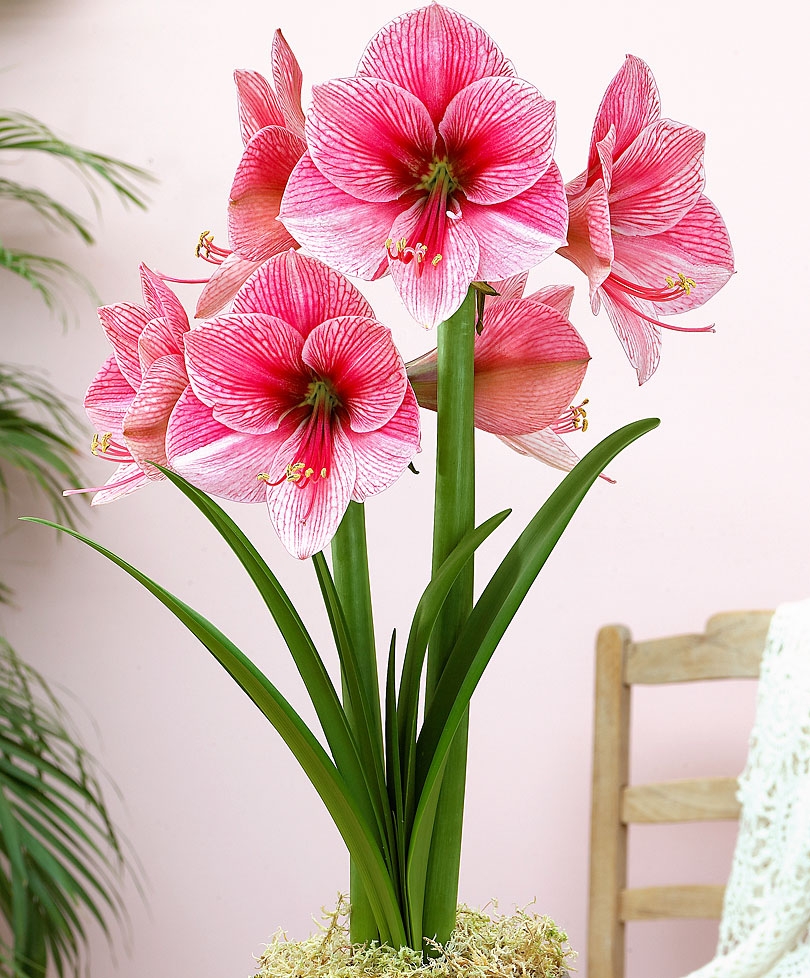 Neobvyklé studené růžové květy hippeastrum